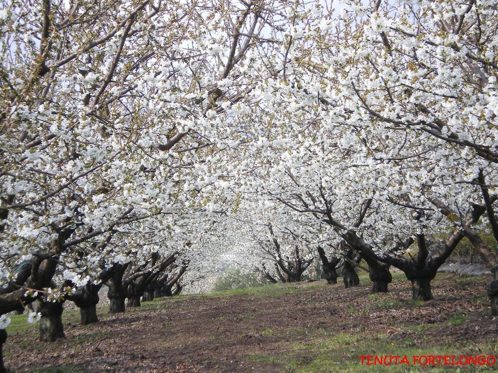 Tenuta Fortelongo Fara Vicentino Exteriér fotografie
