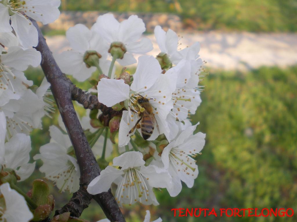 Tenuta Fortelongo Fara Vicentino Exteriér fotografie