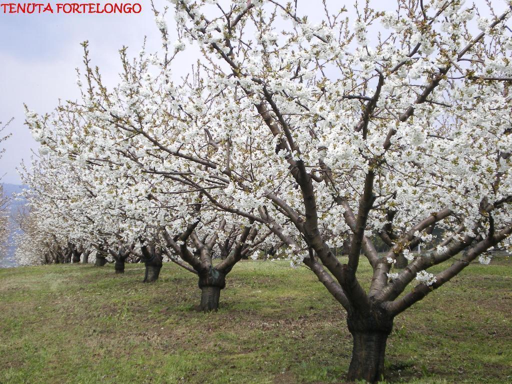 Tenuta Fortelongo Fara Vicentino Exteriér fotografie
