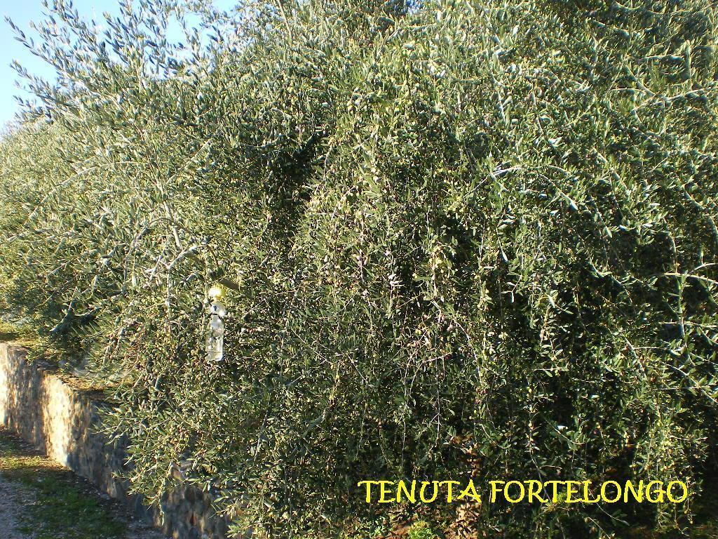 Tenuta Fortelongo Fara Vicentino Exteriér fotografie