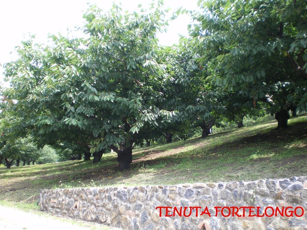 Tenuta Fortelongo Fara Vicentino Exteriér fotografie